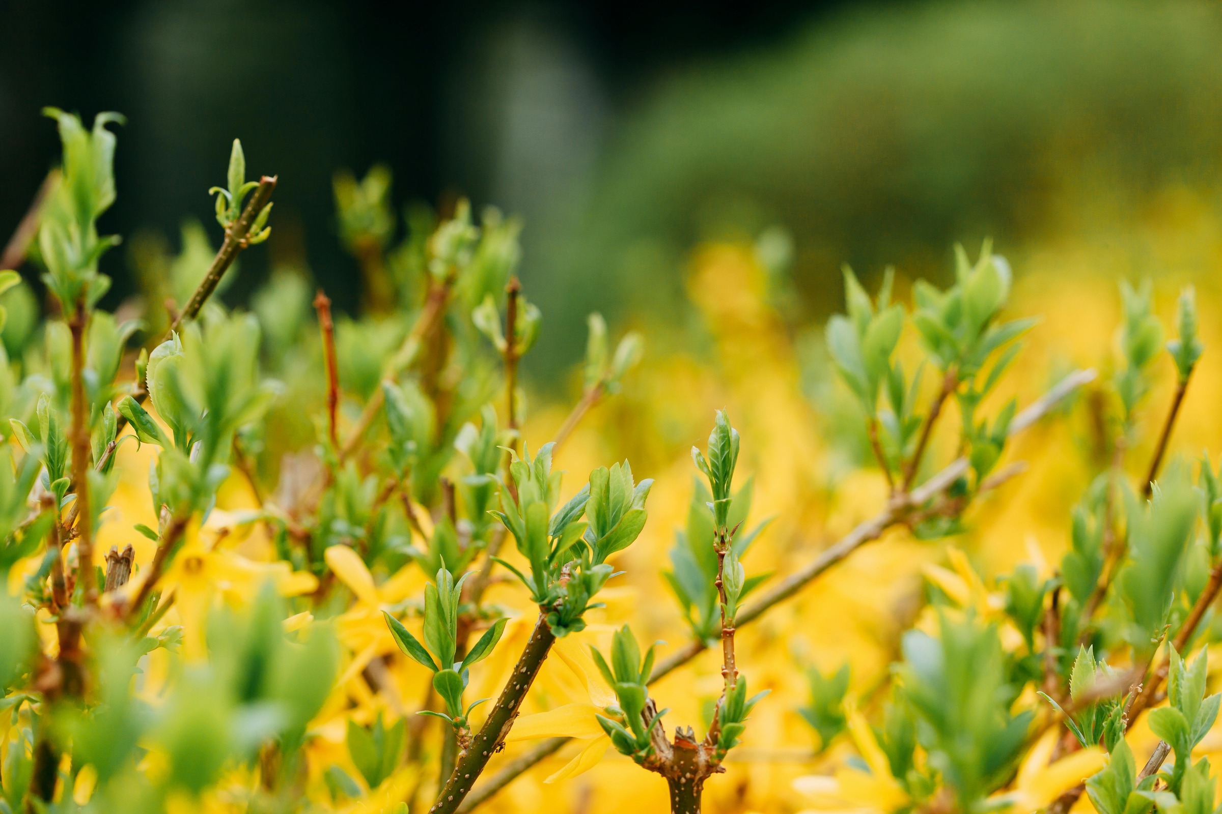Forsythia