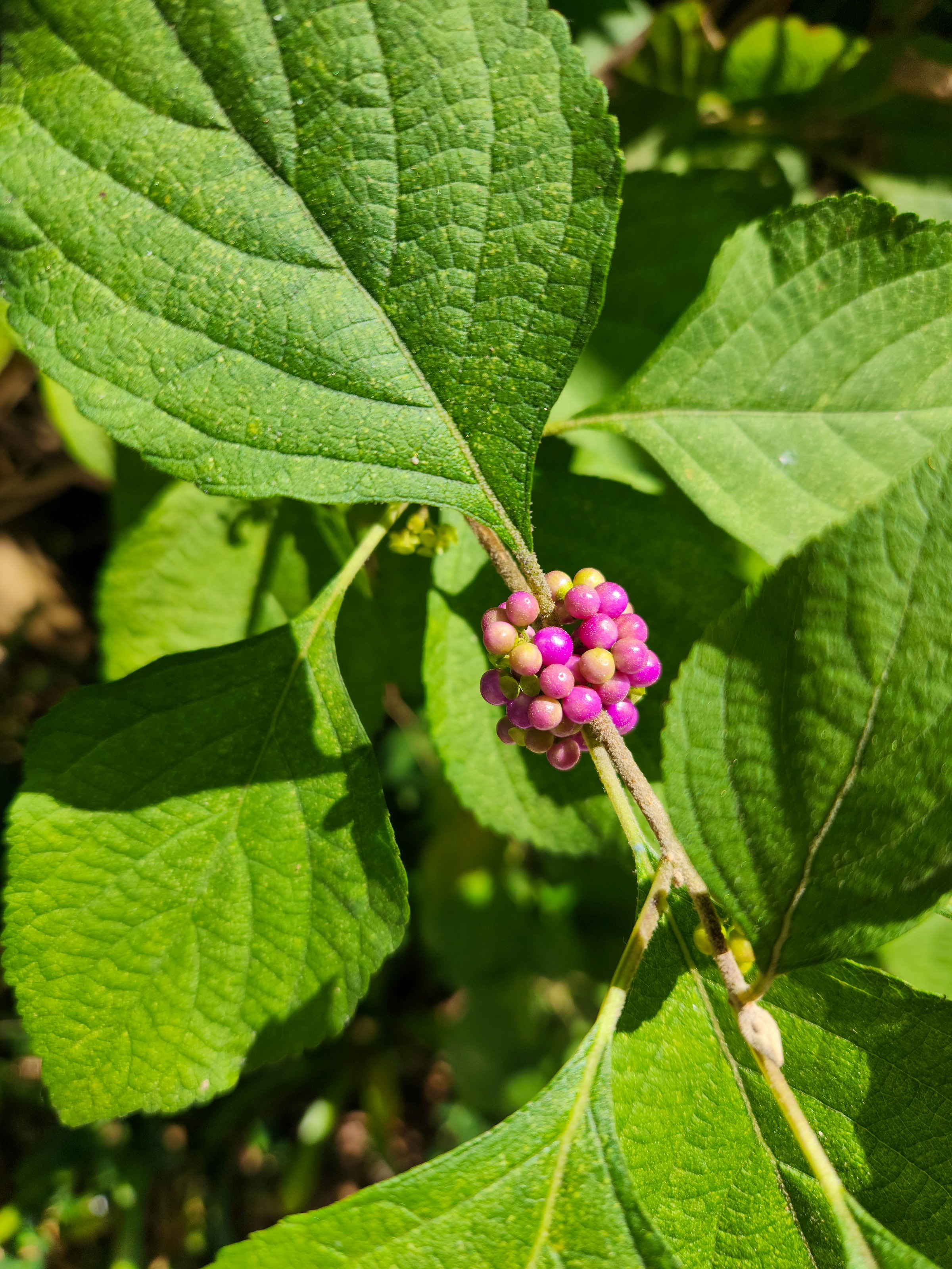 Beautyberry