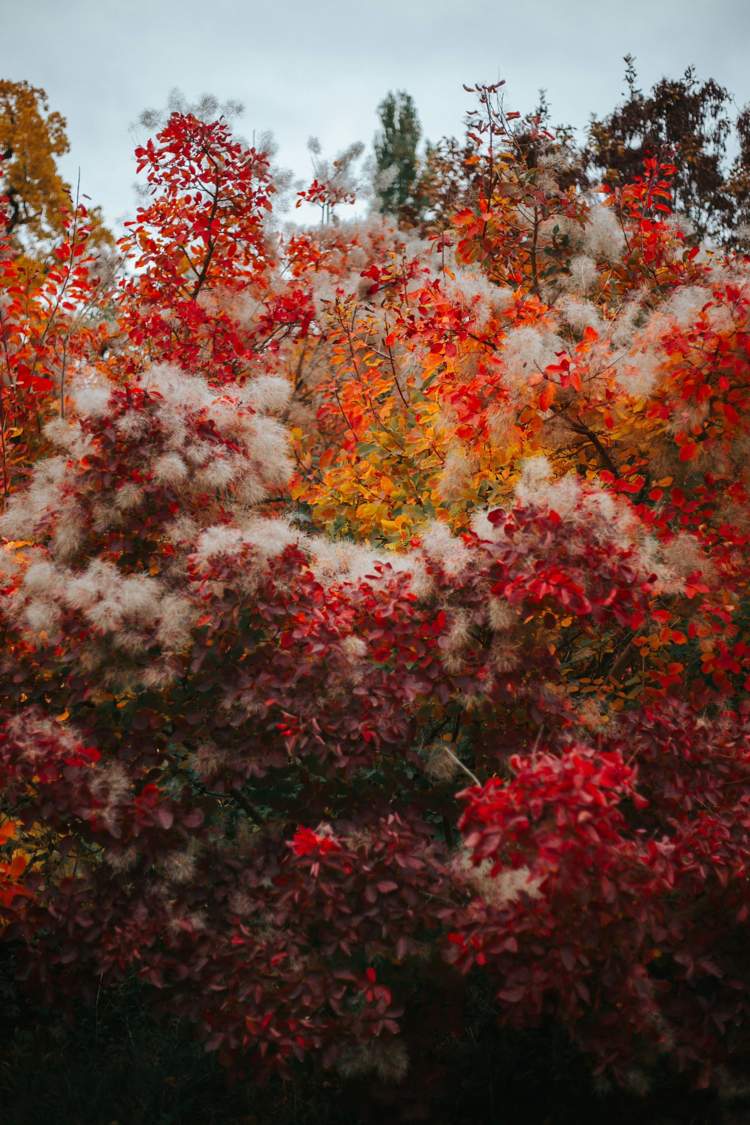 Smokebush