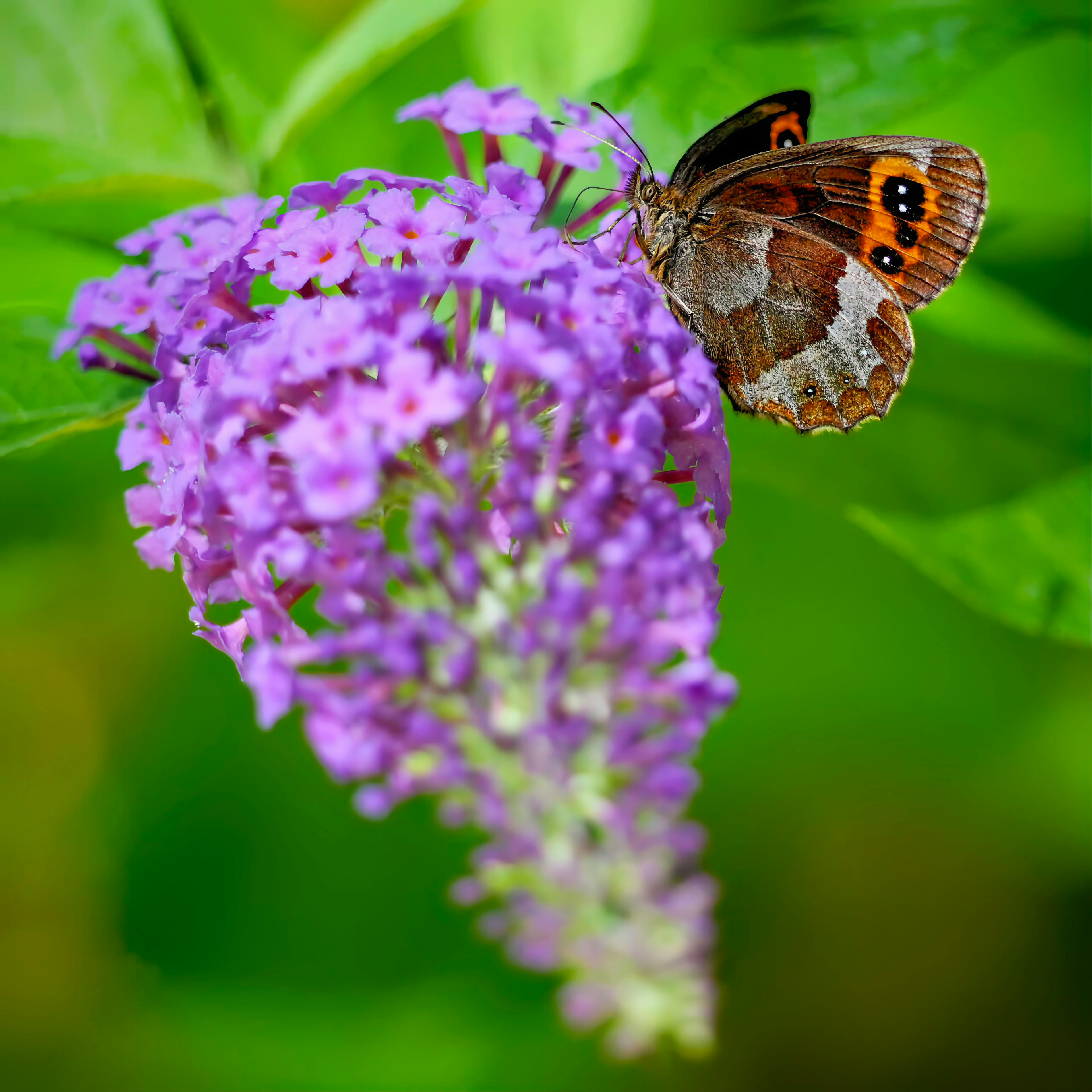 Butterfly Bush