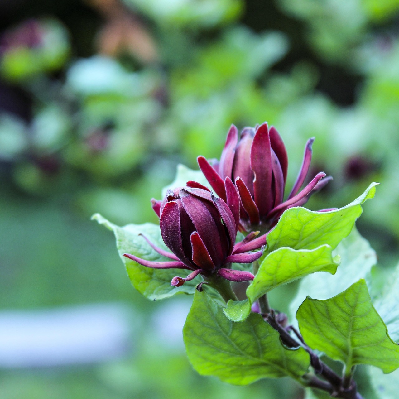 Sweetshrub