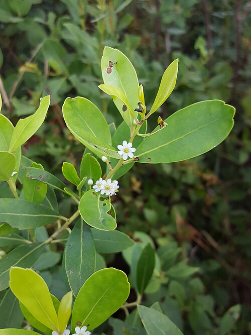 Holly