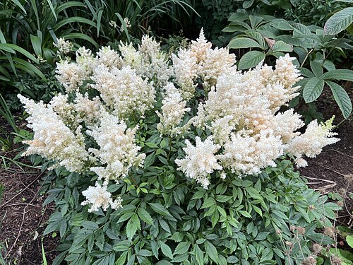 Astilbe