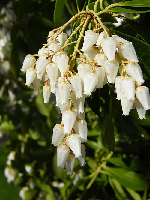 Pieris