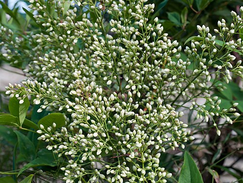 Nandina