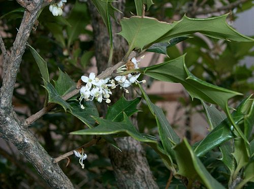 Osmanthus