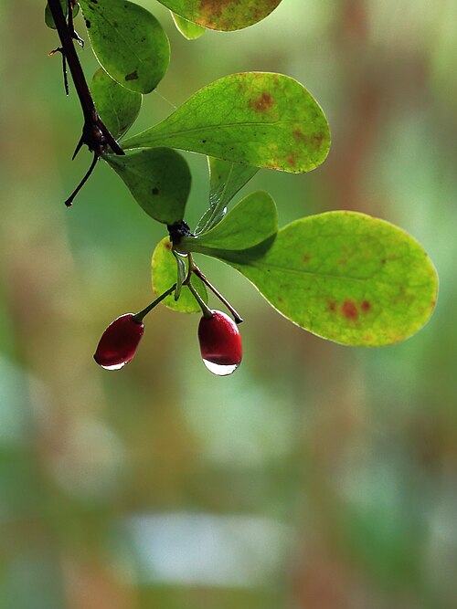 Barberry