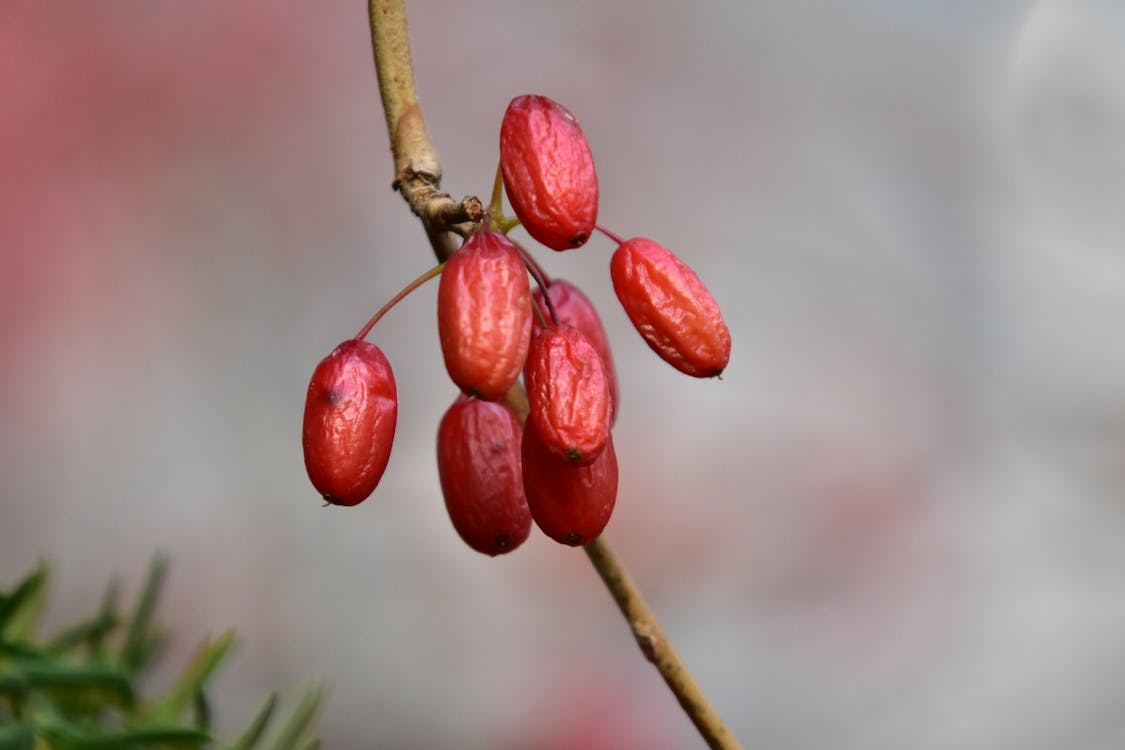 Barberry