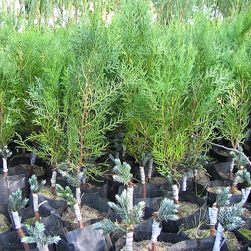 Juniper Blue Star