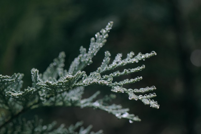 Juniper Blue Star