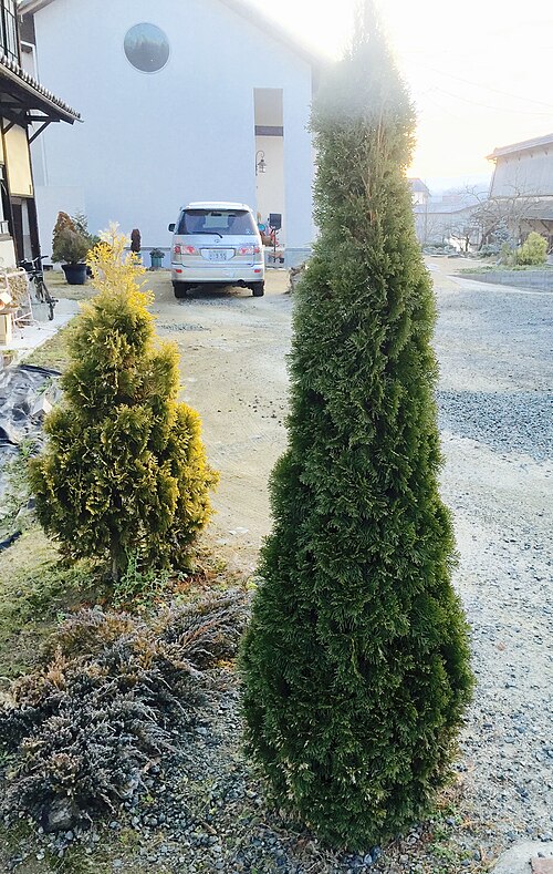 Arborvitae Emerald Green