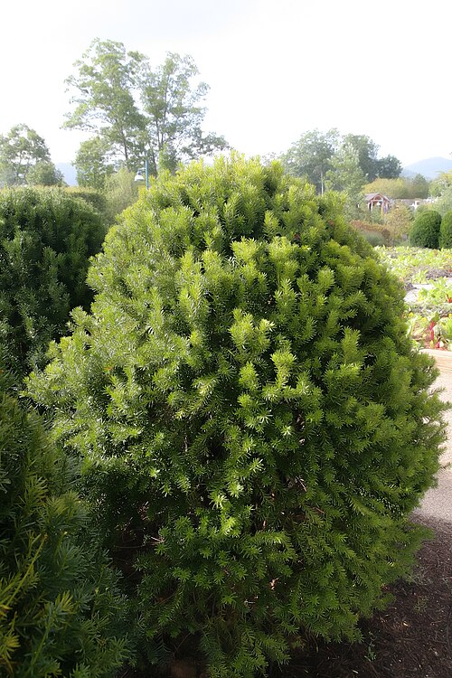 Yew