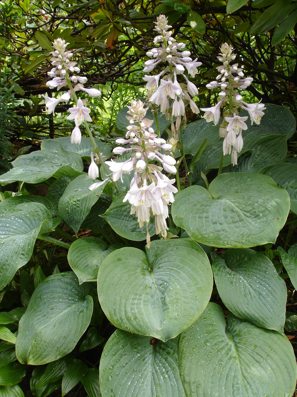 Hosta