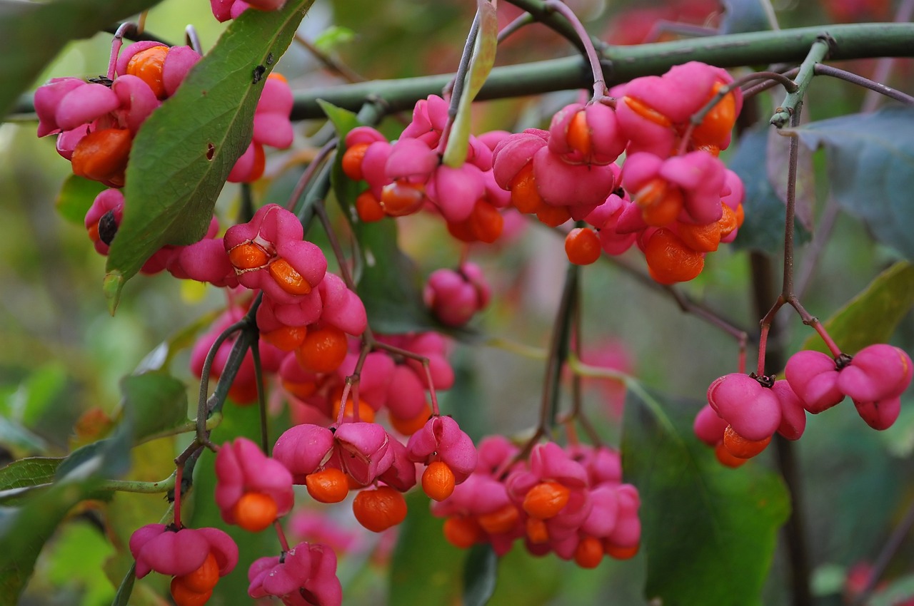Euonymus