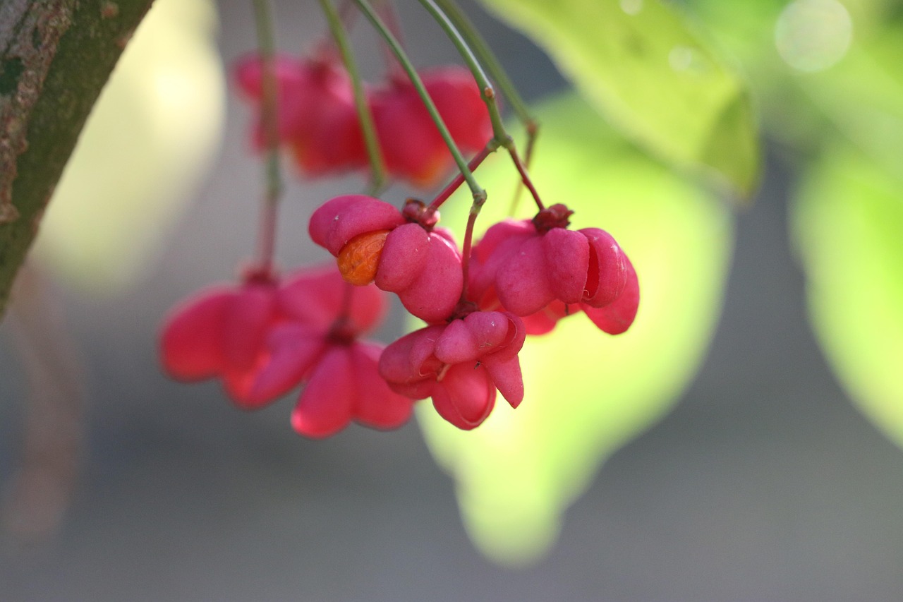 Euonymus