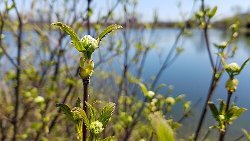 Viburnum Blue Muffin