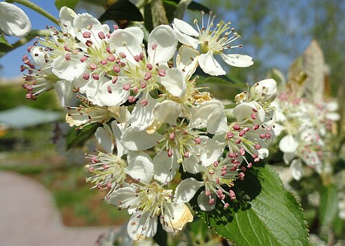 Chokeberry