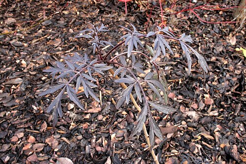 Elderberry Black Lace