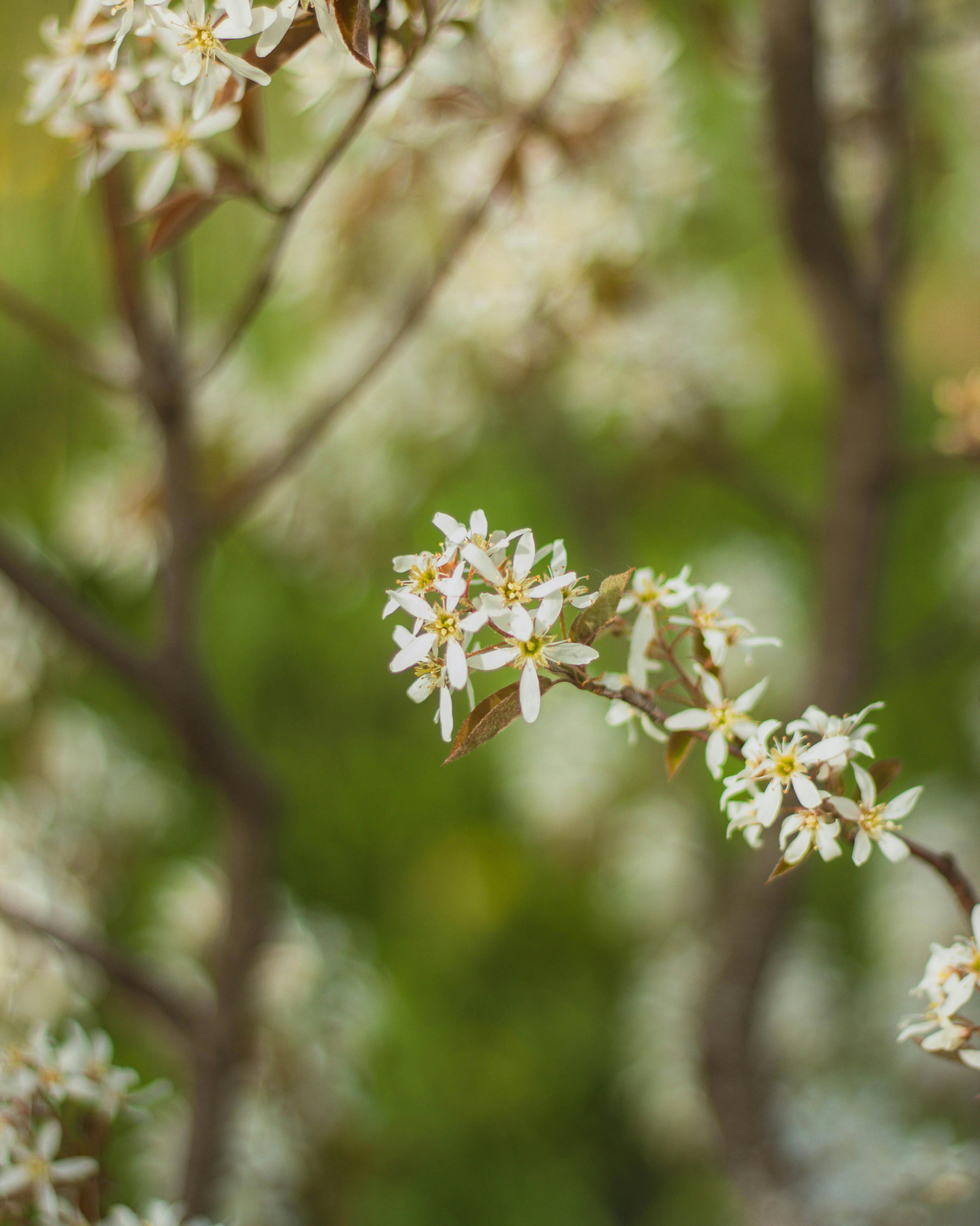 Serviceberry