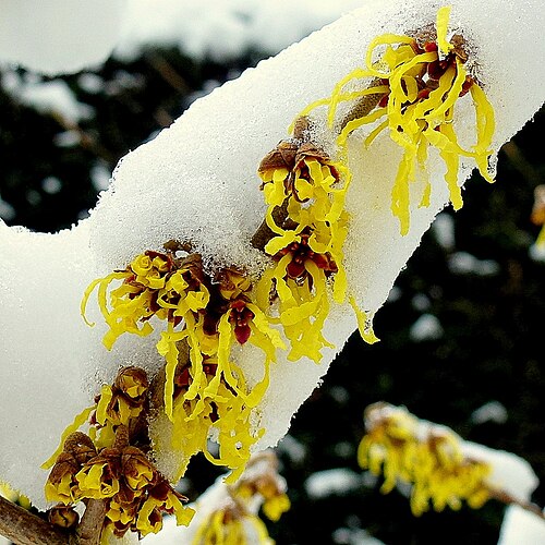 Witch Hazel