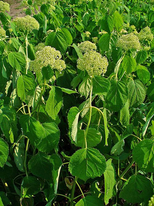 Wild Hydrangea