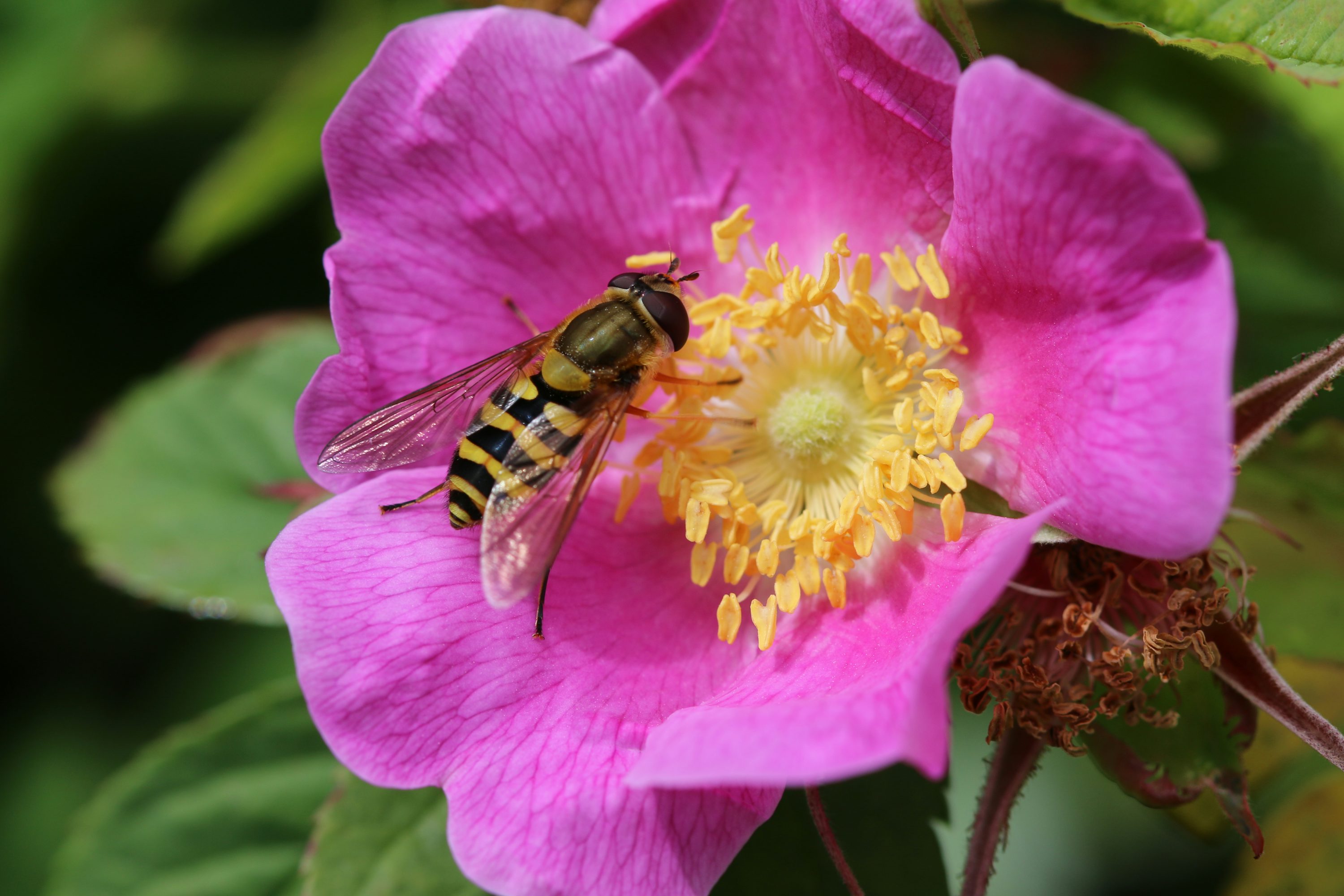 Pasture Rose