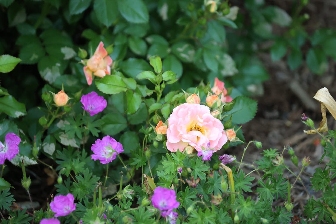 Drift Rose