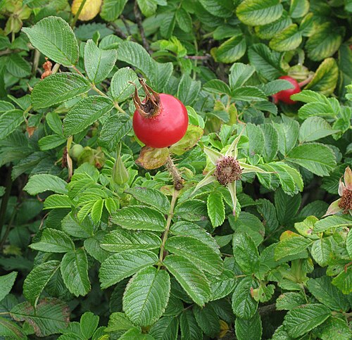 Rugosa Rose