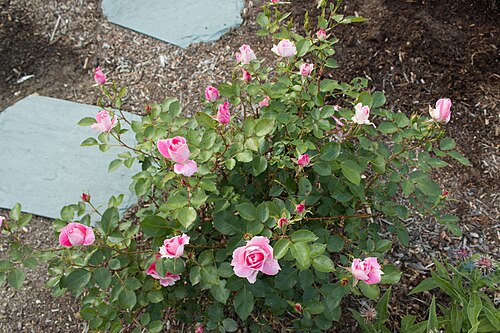 Carefree Wonder Rose