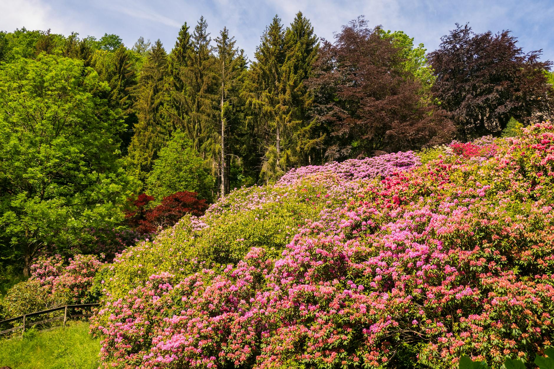 Rhododendron PJM