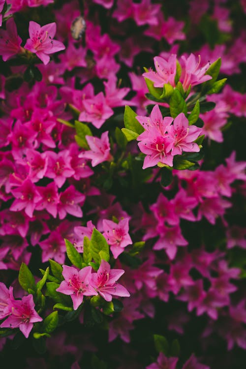 Azalea Encore