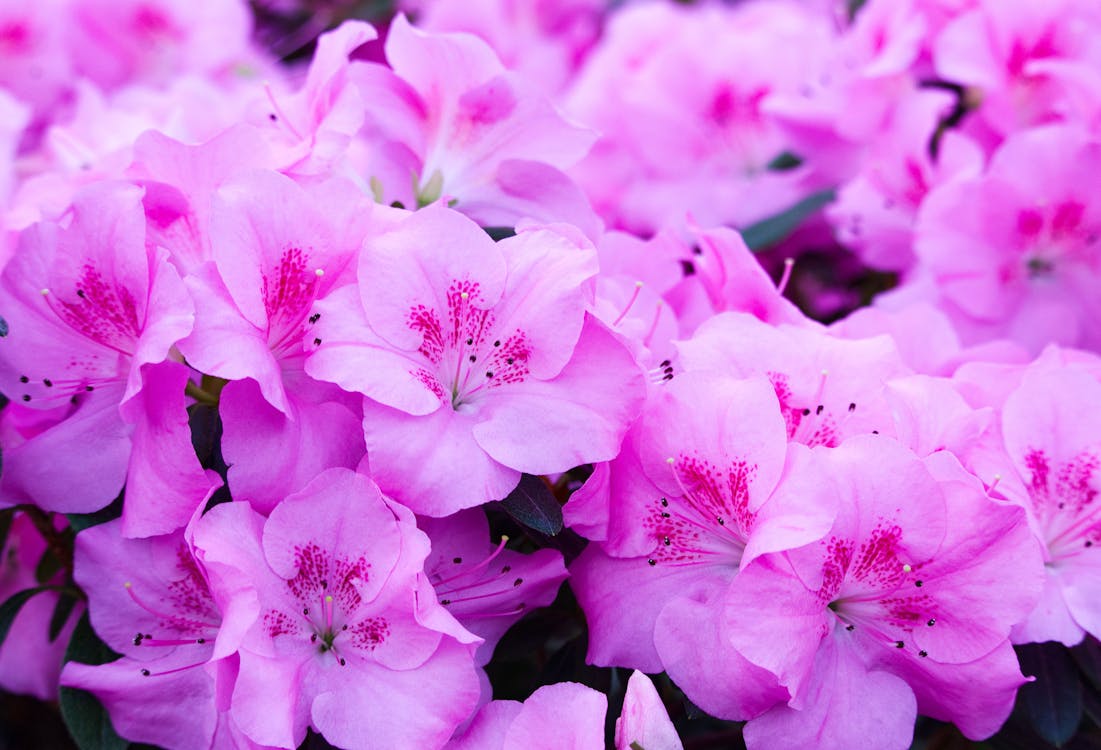 Azalea Encore