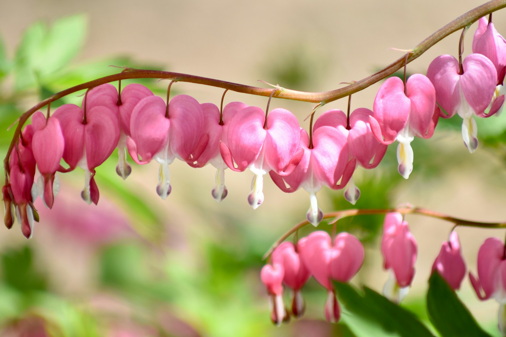 Bleeding Heart