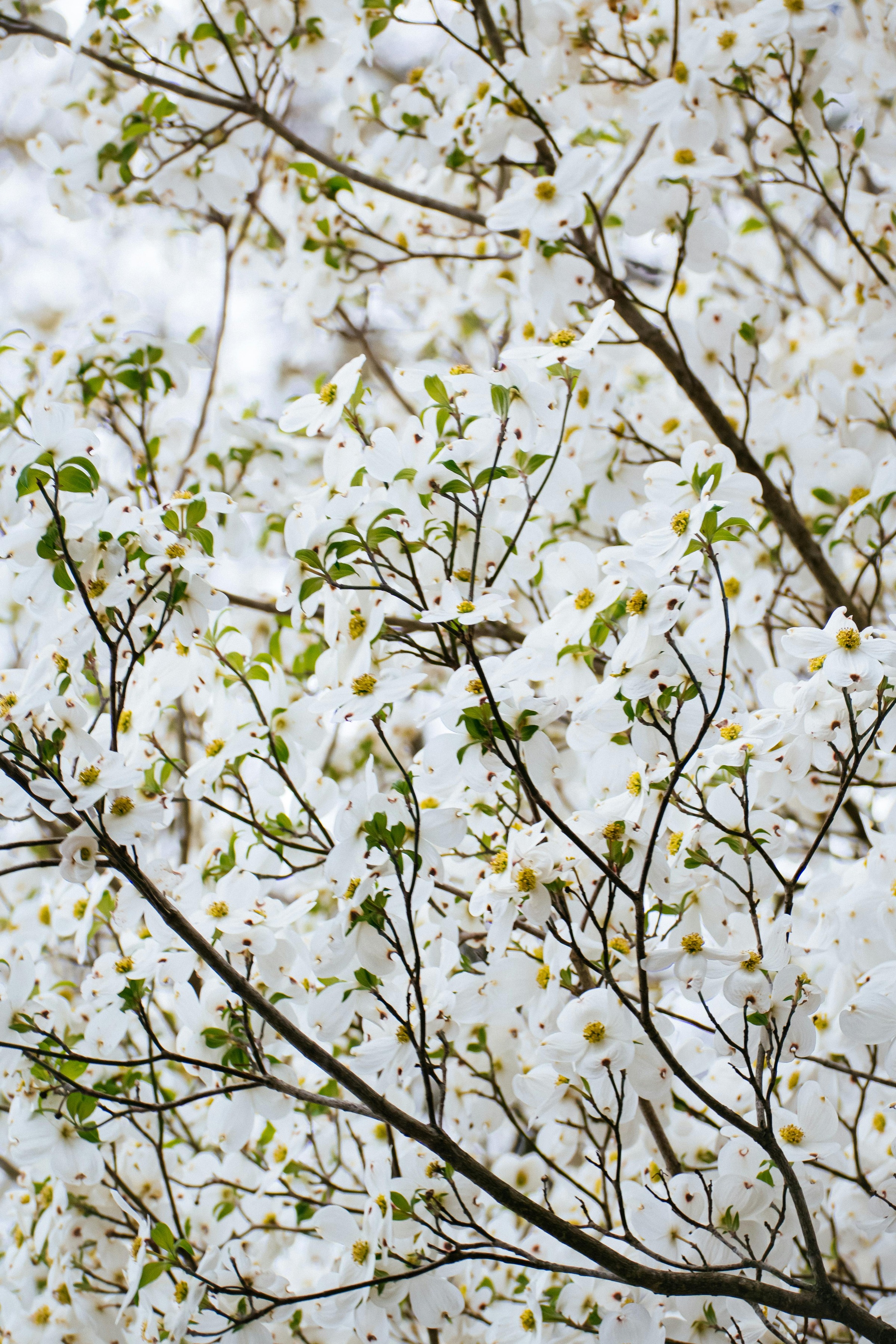 Flowering Dogwood