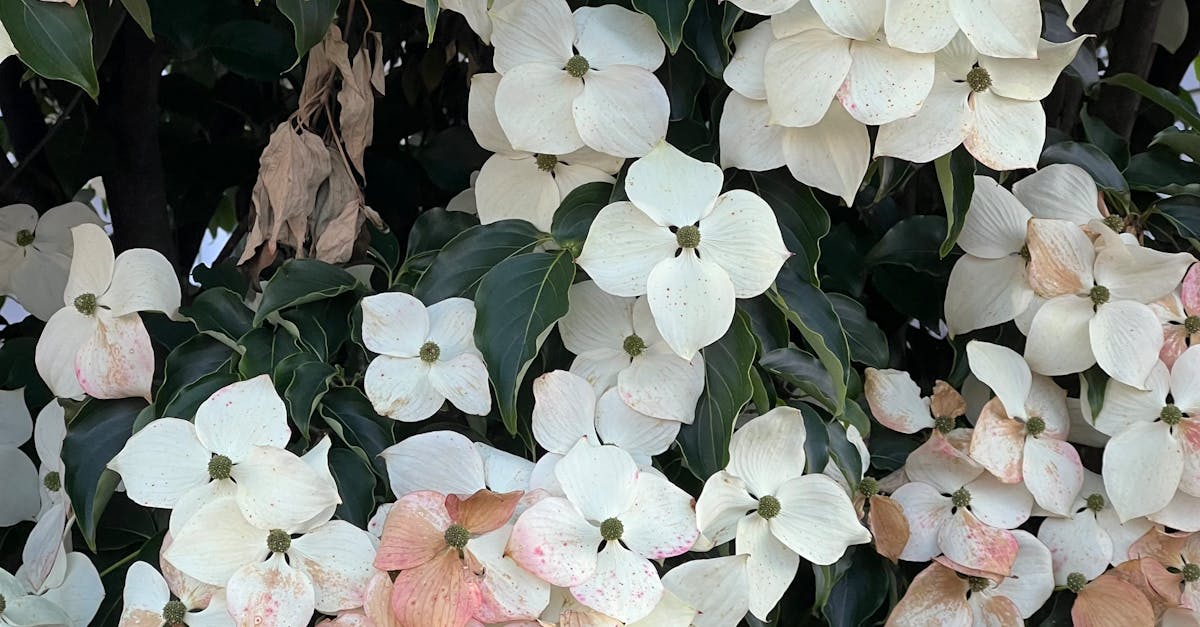 Kousa Dogwood