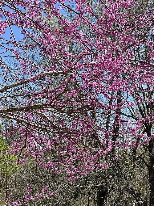 Eastern Redbud