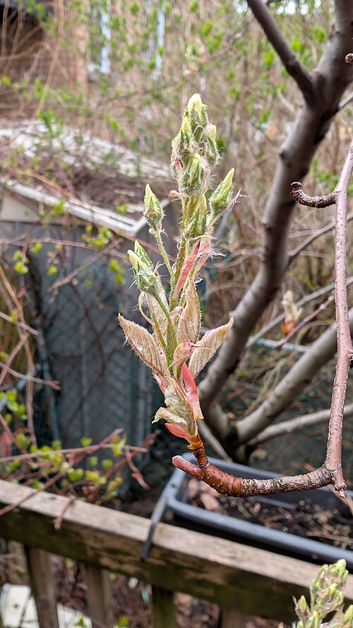Serviceberry