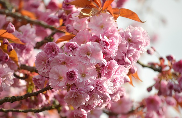 Japanese Cherry