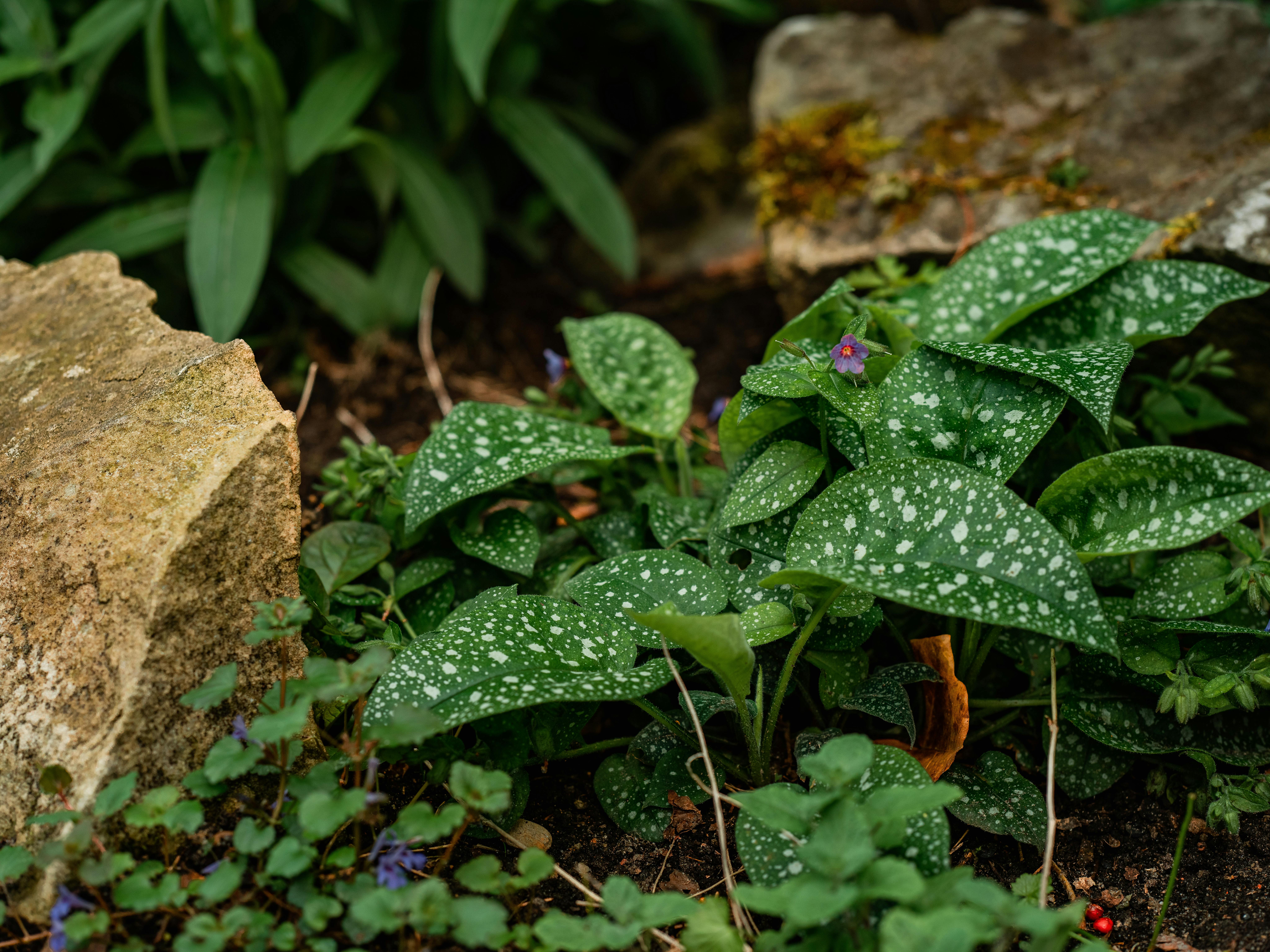 Lungwort