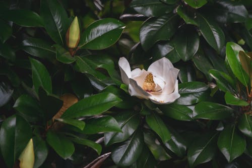 Southern Magnolia