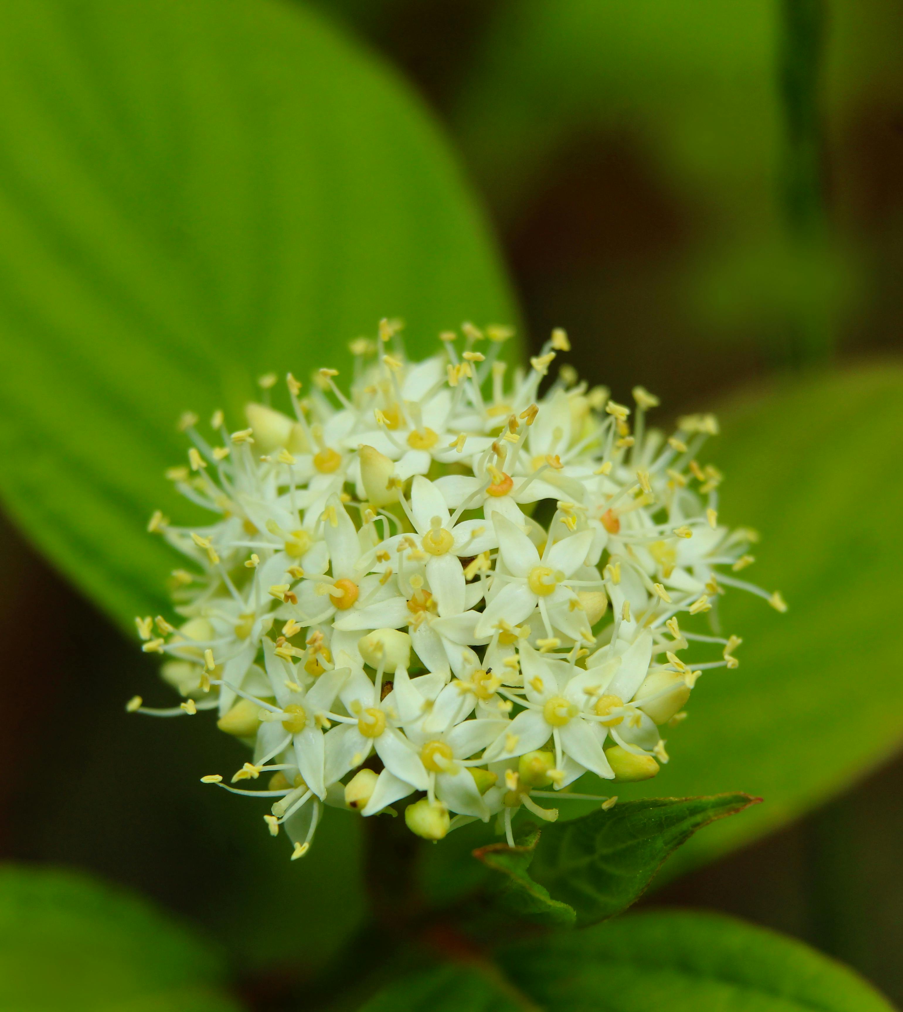 Pagoda Dogwood