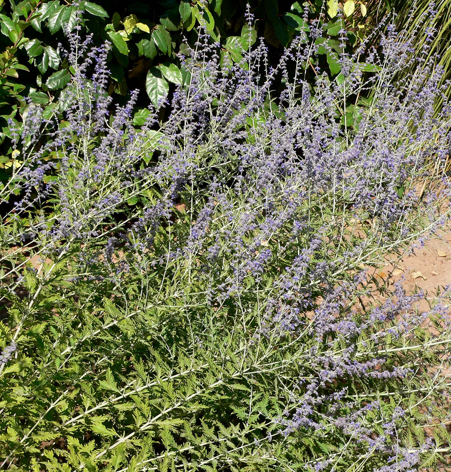 Russian Sage