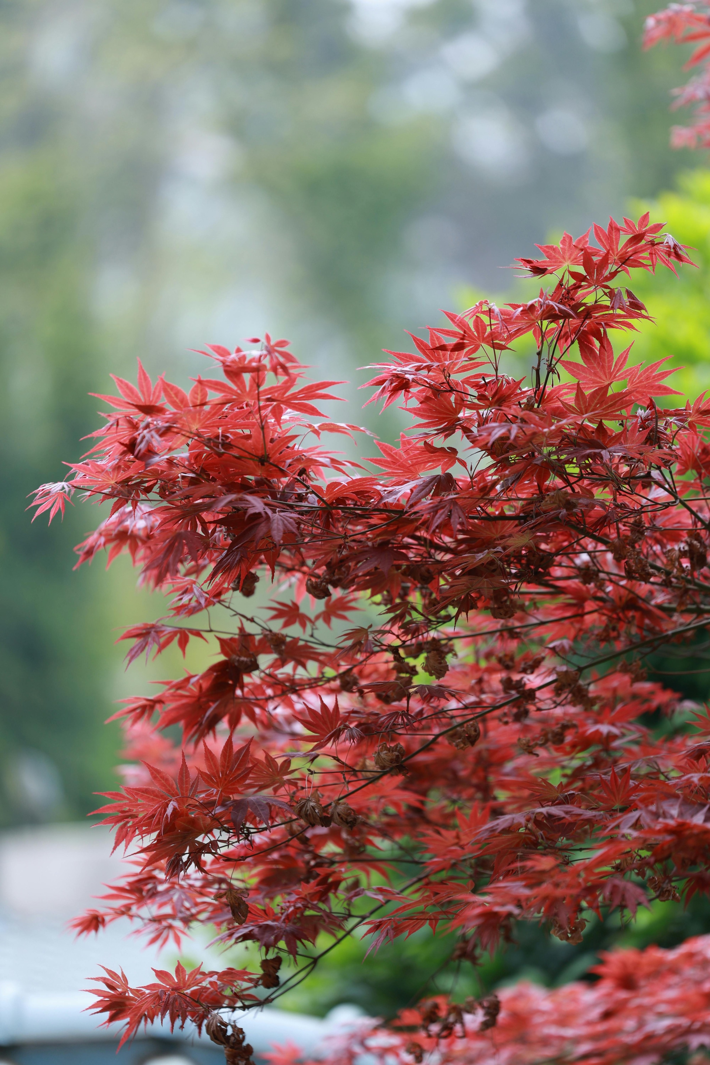 Japanese Maple