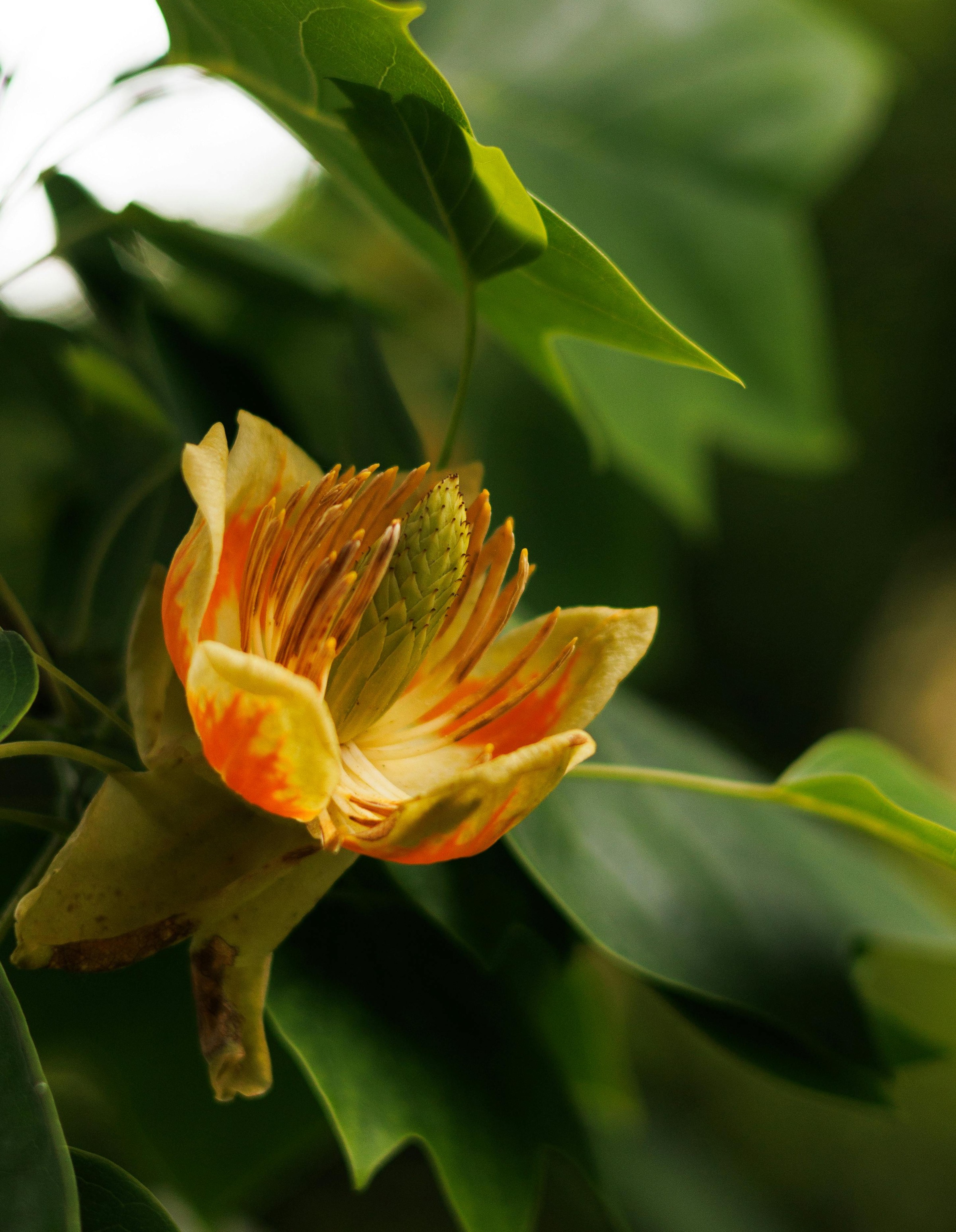 Tulip Poplar