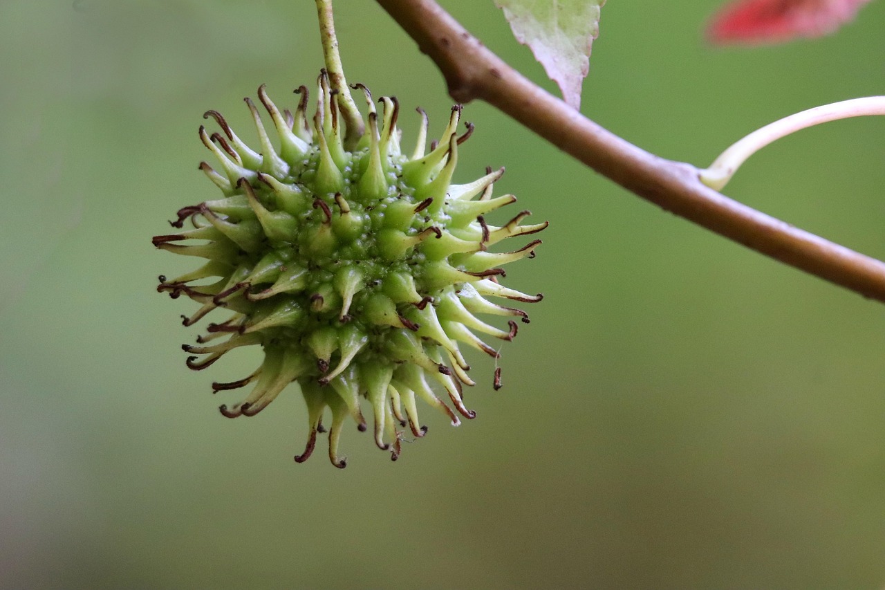 Sweetgum