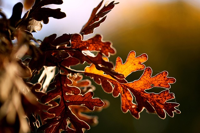 Pin Oak