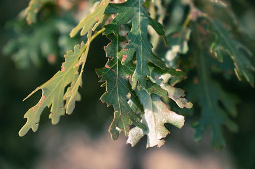 Swamp White Oak