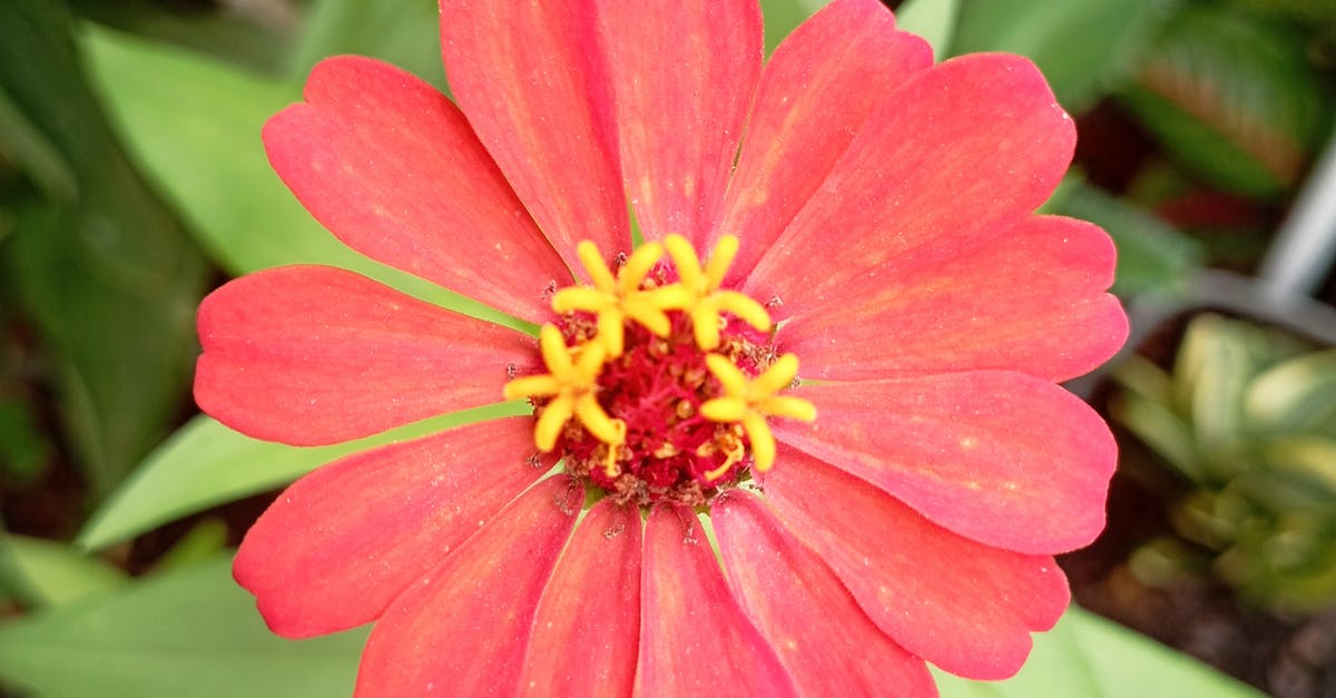 Zinnia