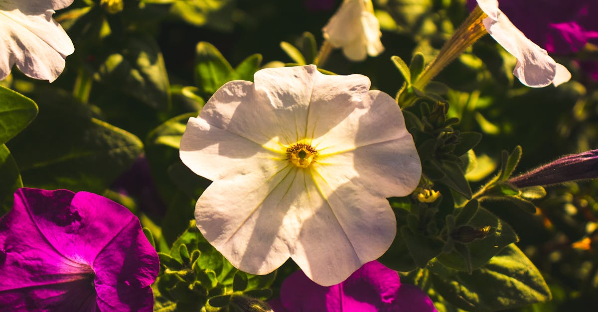 Petunia