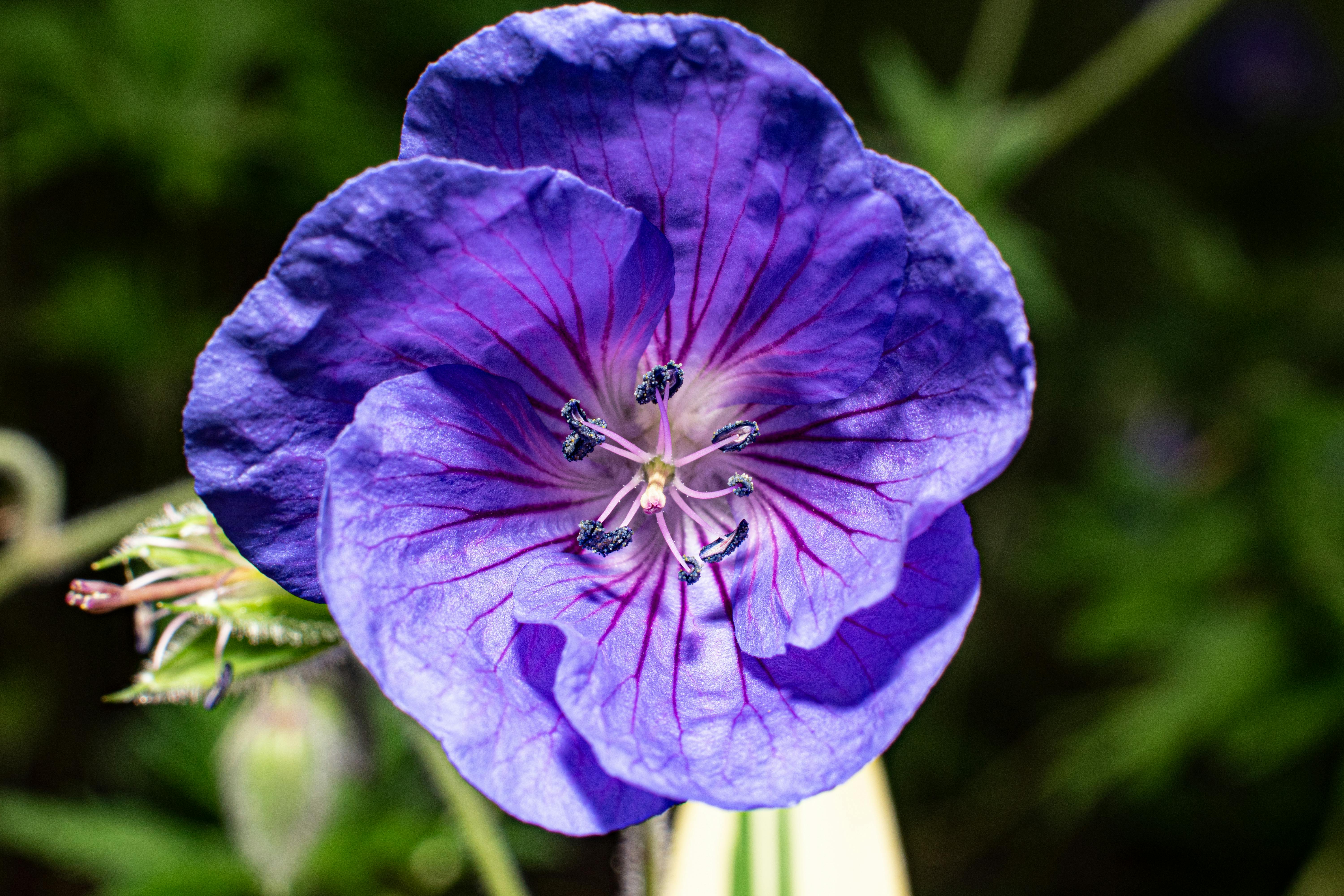 Hardy Geranium Rozanne